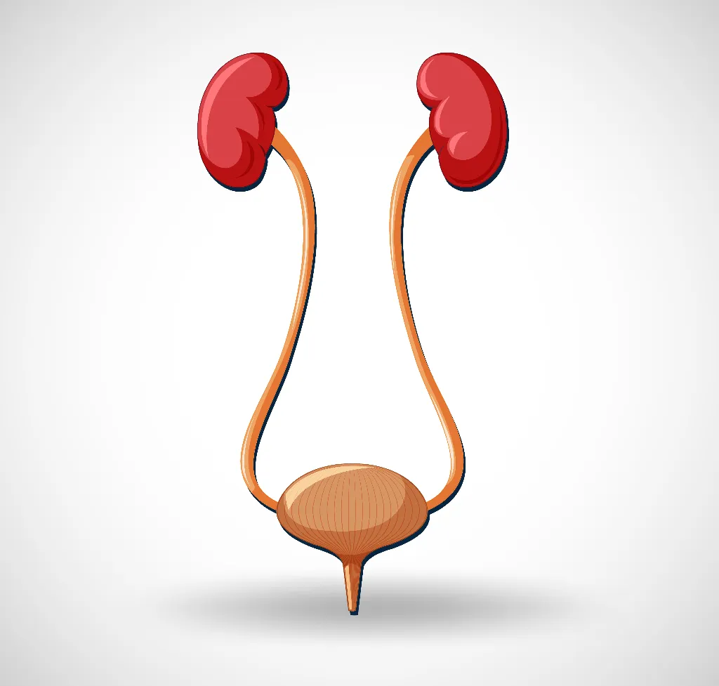 Ureter Surgery